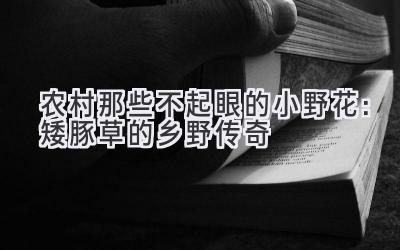 农村那些不起眼的小野花:矮豚草的乡野传奇